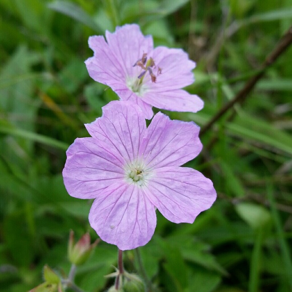 Meet your Posher, Rebecca - Picture 1 of 1